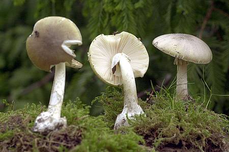 Bernd Wüstneck/dpa-Zentralbild/dpa | Der Grüne Knollenblätterpilz ist extrem giftig - und ähnelt harmlosen Champignons. (Archivbild)
