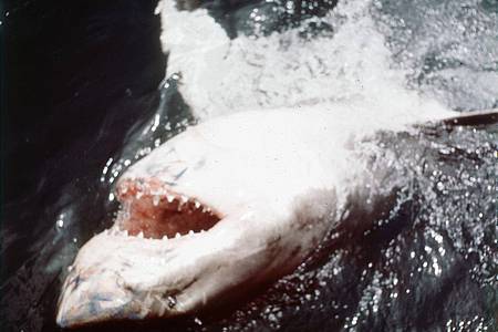 Universal Pictures/dpa | In den vergangenen Jahren ist das durch «Der weiße Hai» transportierte Bild von den Raubfischen als grausamen Fressmaschinen korrigiert worden. (Archivbild)