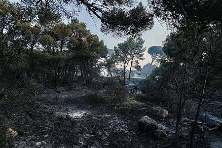 Idriss Bigou-Gilles/AFP/dpa | Mehrere Tausend Hektar Fläche sind in Frankreich bereits von Waldbränden in Mitleidenschaft gezogen worden.