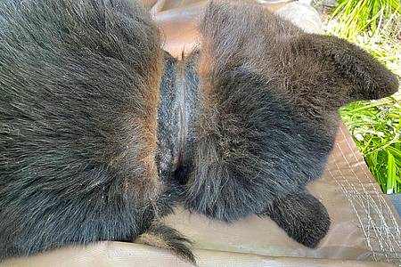 Uncredited/Michigan Department of Natural Resources/AP/dpa | Abgesehen von Narben am Hals machte der Bär einen gesunden Eindruck.