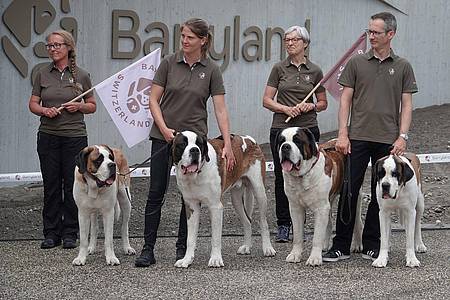 Christiane Oelrich/dpa | Die Sache mit den Fässchen am Hals der Bernhardiner - erfunden.