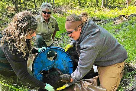 Uncredited/Michigan Department of Natural Resources/AP/dpa | Wie genau der Deckel an den Hals des Bären geriet, sei unklar, teilte die Naturschutzbehörde mit.