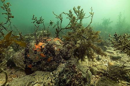Stefan Andrews/GREAT SOUTHERN REEF FOUNDATION/dpa | Bei einer Mikroalgenblüte verfärbt sich das Wasser meist grünlich.