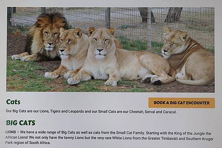 Rounak Amini/AAP/dpa | In dem Zoo leben verschiedene Raubkatzen, neben Löwen auch Leoparden und Geparden.