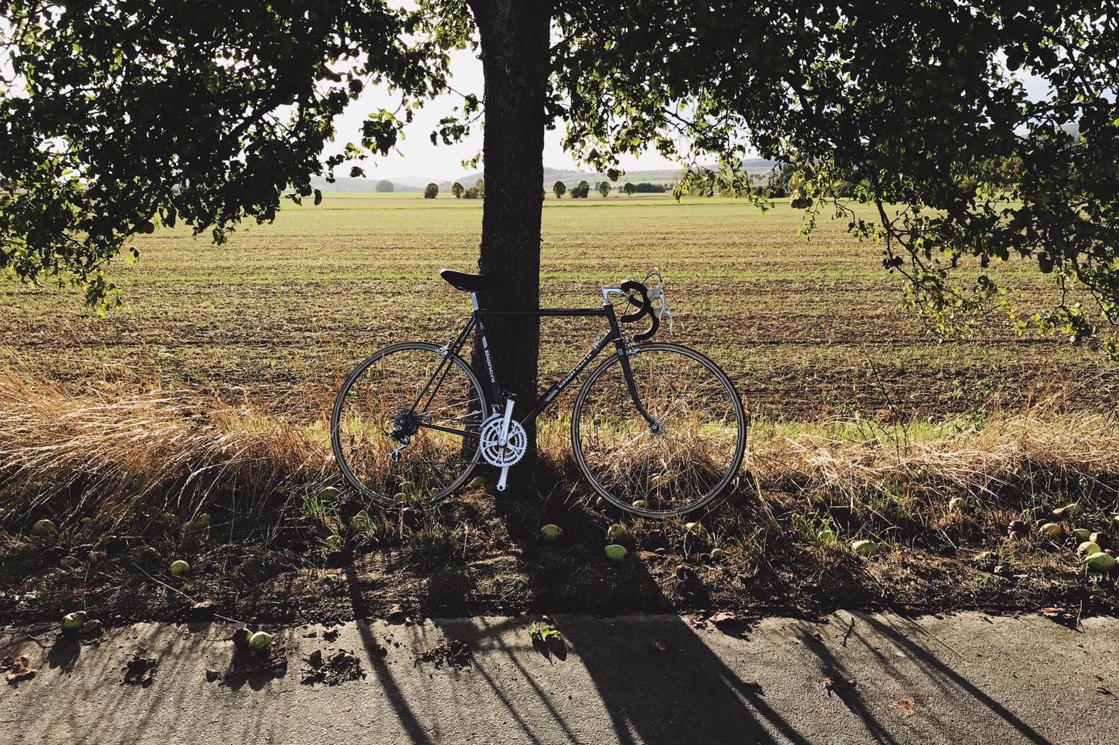 fahrrad-baum