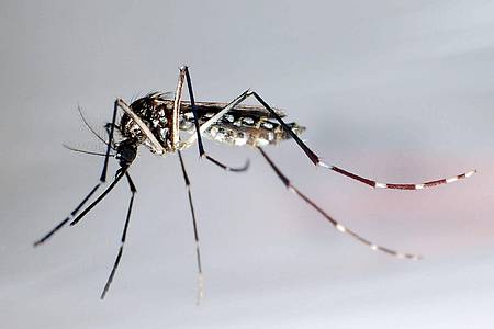 Gustavo Amador/epa/dpa-tmn | Die Ägyptische Tigermücke, auch Gelbfiebermücke genannt, überträgt verschiedene Krankheiten, darunter das Chikungunya-Virus.