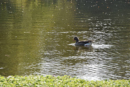 Teich