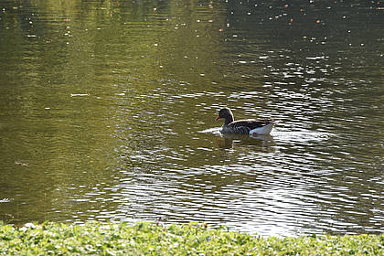 Teich