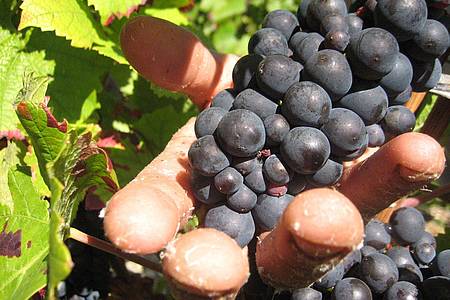 picture alliance / dpa | Die Weinlese in der Champagne ist Handarbeit. (Archivbild)