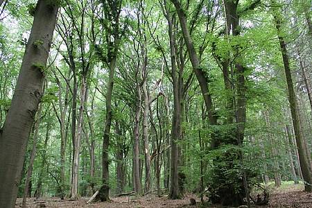 Dichter Wald