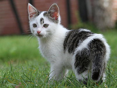 Katze