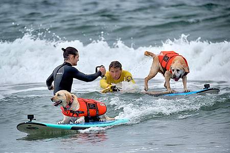 Richard Vogel/AP/dpa | Auch Hunde können sich fürs Surfen begeistern - aber Schwimmwesten sind Pflicht.
