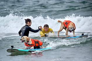 Richard Vogel/AP/dpa | Auch Hunde können sich fürs Surfen begeistern - aber Schwimmwesten sind Pflicht.