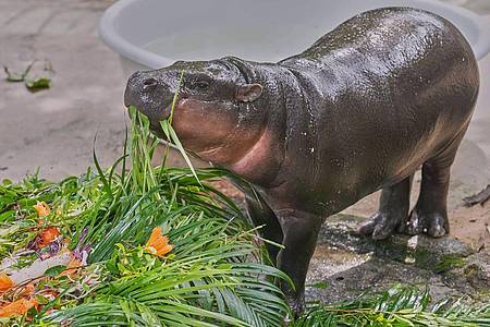 Sakchai Lalit/AP/dpa | Moo Deng bekam zum ersten Geburtstag einen "Kuchen" aus Früchten und Gemüse.