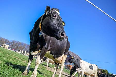 Christoph Reichwein/dpa | Aus einem Betrieb in Mecklenburg-Vorpommern wurde Bullensperma gestohlen. (Symbolbild)