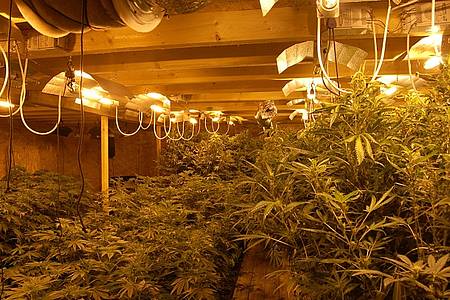 Cannabis-Plantage 