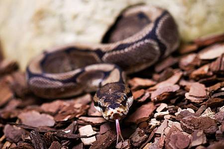 Christian Charisius/dpa | Königspythons (Python regius) sind eine geschützte Art. (Archivbild)