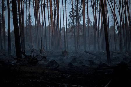 Daniel Vogl/dpa | Seit Mittwoch sind Feuerwehren und andere Einsatzkräfte auf der Saalfelder Höhe ununterbrochen im Einsatz.