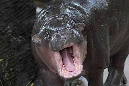 Sakchai Lalit/AP/dpa | Moo Deng bedeutet so viel wie "hüpfendes Schweinchen" - Internet-User hatten über den Namen abgestimmt.