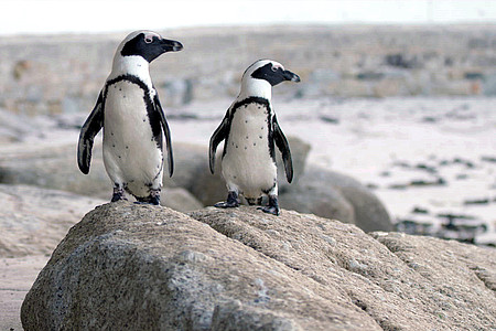 Streaming-Tipp - Szene aus "Die Stadt der Pinguine"