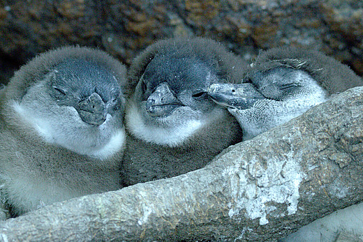 Drei Pinguine am kuscheln