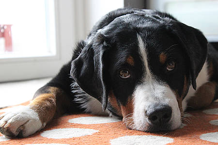 Hund schaut traurig in die Kamera