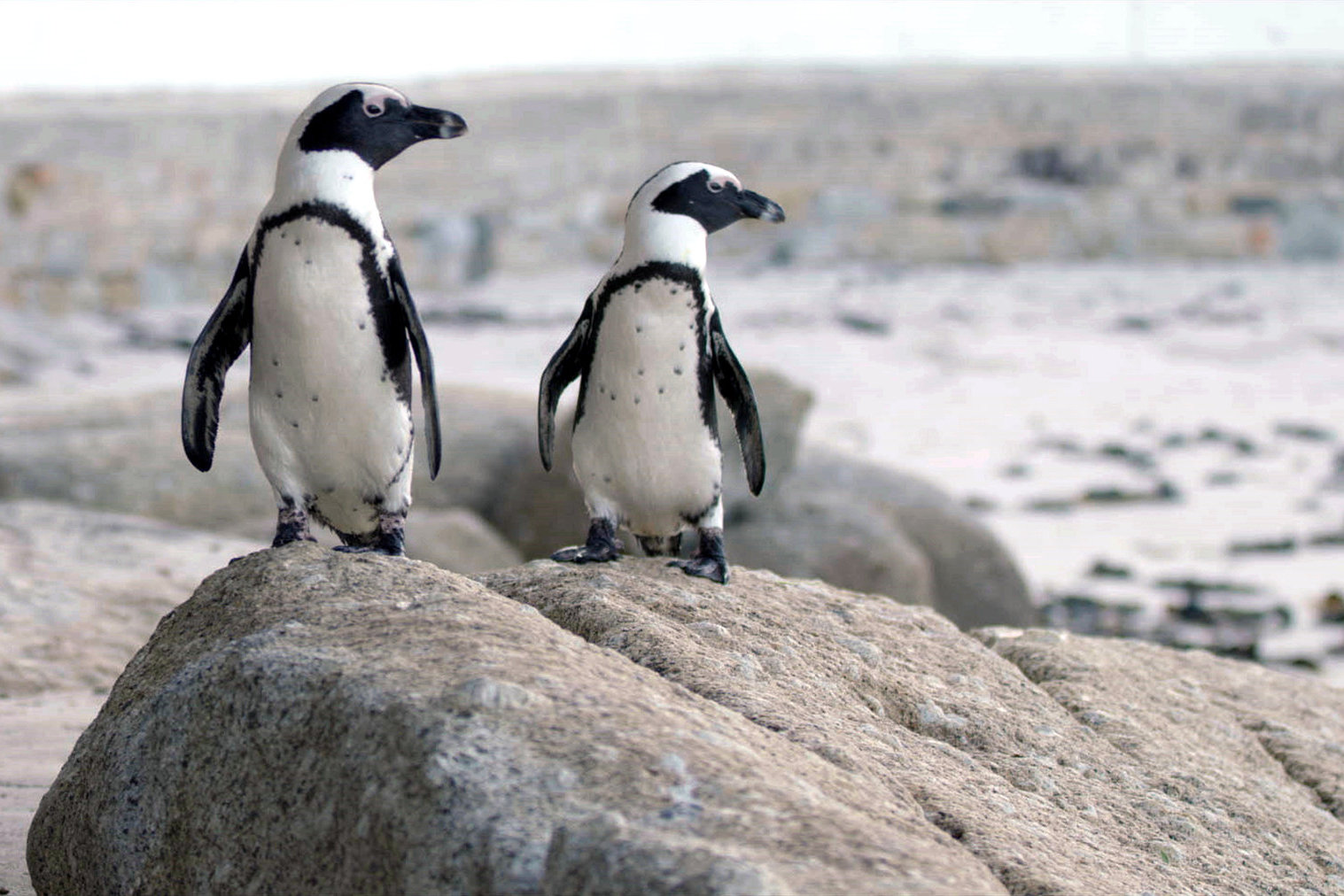 streaming-review-pinguine-netflix