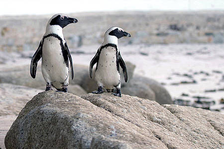 Zwei Pinguine auf einem Felsen