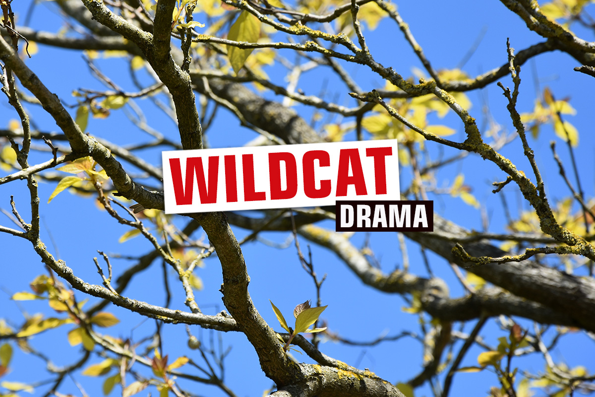 streaming-tipp-wildcat-amazon-prime