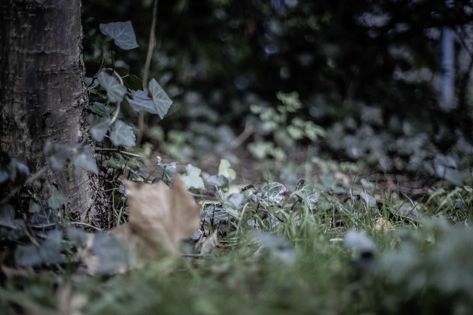wald-tatort